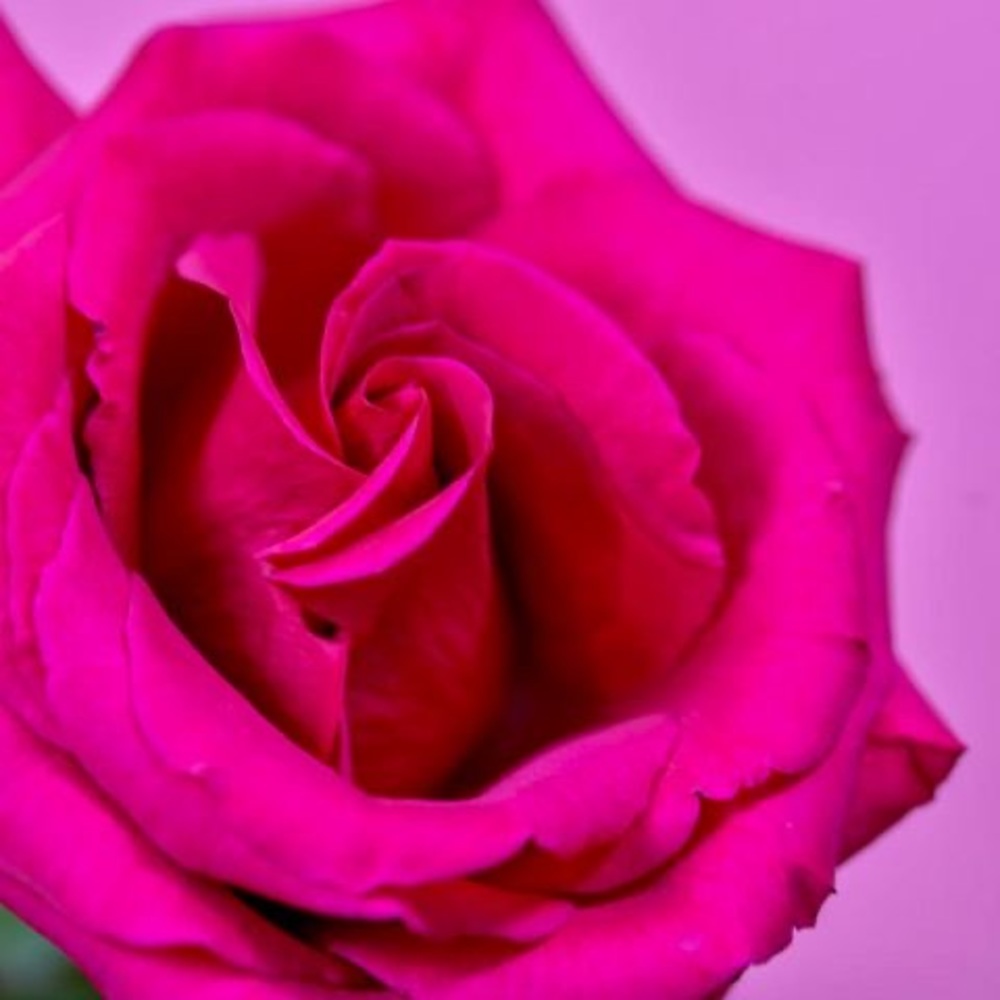 Meet your Posher, Lourdes